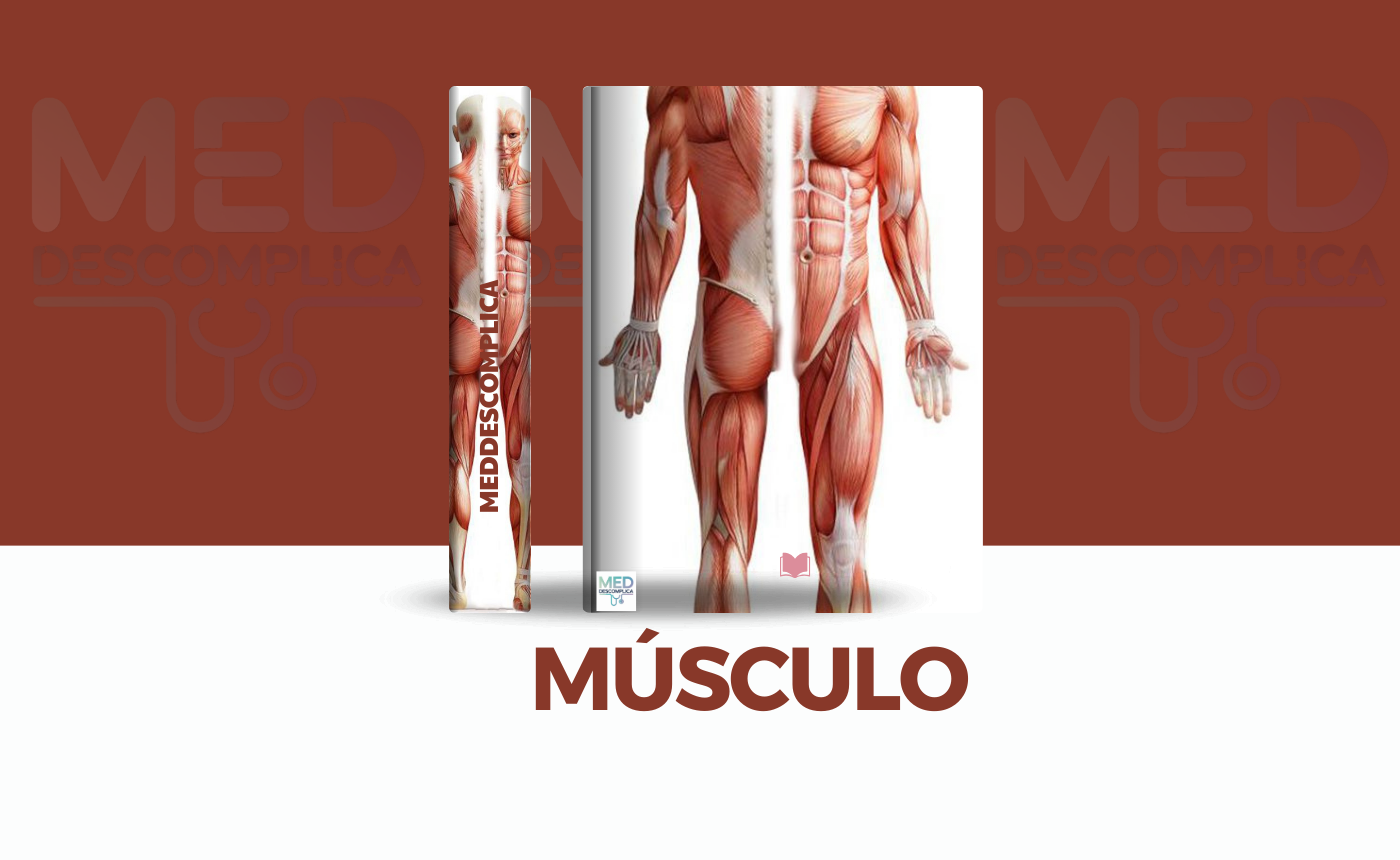 Músculo